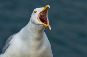 A close-up view of a Herring Gull's beak
