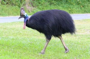 A picture of a Cassowary