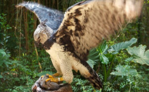 A picture of a Harpy Eagle