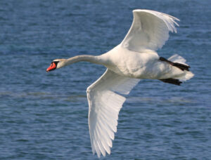 A picture of a Mute Swan
