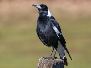A picture of an Australian Magpie