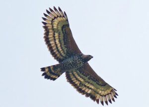 A picture of the Crowned Eagle