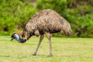 A picture of the Emu
