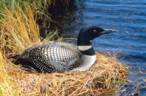 A picture of the Great Northern Loon