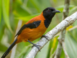 A picture of the Hooded Pitohui