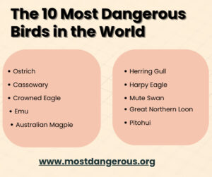 An Infographic Showing a List of The 10 Most Dangerous Birds in the World