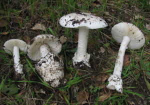 A picture of Angel of Death (Amanita ocreata)