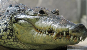 A closeup picture of a Morelet's Crocodile