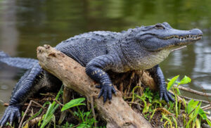 A picture of an American Alligator