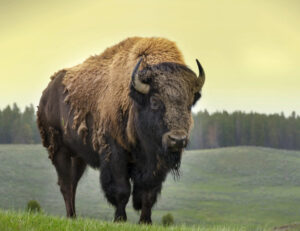 A picture of an American Bison