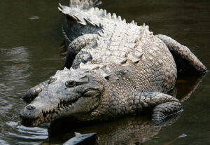 A picture of an American Crocodile