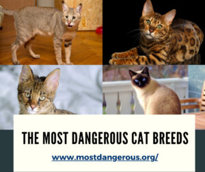 An Infographic Showing The Most Dangerous Cat Breeds