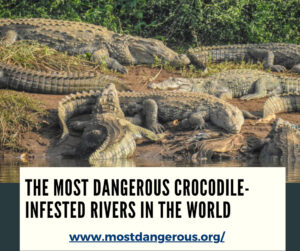 An Infographic Showing The Most Dangerous Crocodile-Infested Rivers in the World