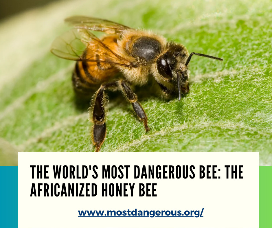 An Infographic Showing The World's Most Dangerous Bee