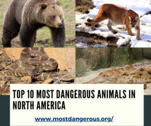 An Infographic Showing Top 10 Most Dangerous Animals in North America