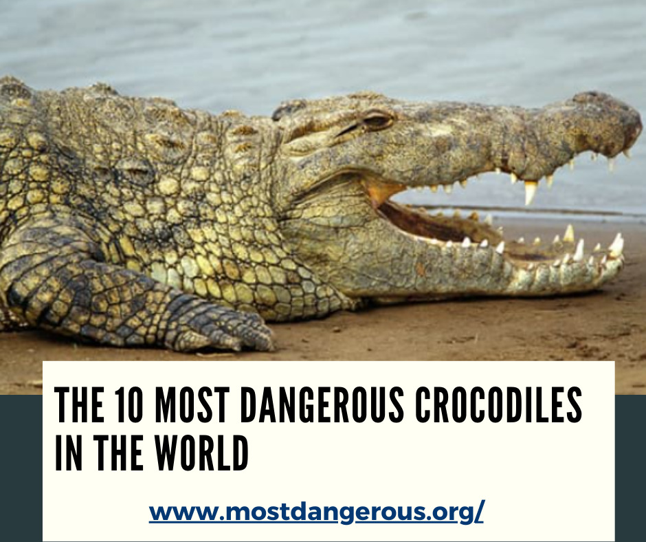 An infographic Showing One of the Most Dangerous Crocodiles in the World
