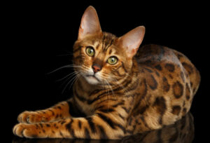A picture of a Bengal cat