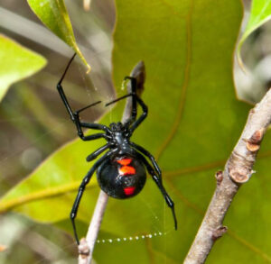 A picture of a Black Widow Spider