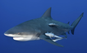 A picture a Bull Shark
