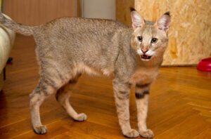A picture of a Chausie Cat