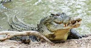 A picture of a saltwater crocodile
