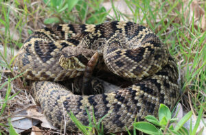 A picture of an Eastern Diamondback Rattlesnake
