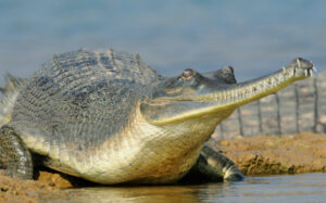 A picture of a Gharial