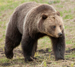 A picture of a Grizzly Bear