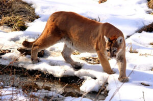 A picture of a Mountain Lion