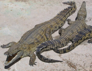 A picture of Nile Crocodiles