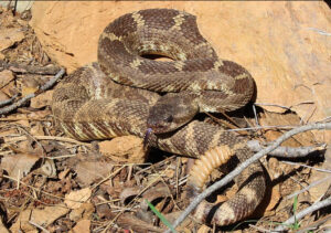 A picture of a Northern Pacific Rattlesnake