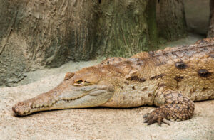 A picture of an Orinoco Crocodile