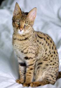 A picture of a Savannah Cat