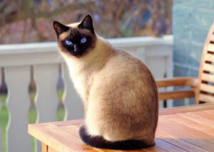 A picture of a Siamese Cat