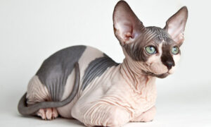 A picture of a Sphynx Cat