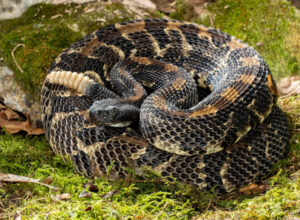 A picture of a Timber Rattlesnake
