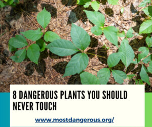 An Infographic Showing 8 Dangerous Plants You Should Never Touch
