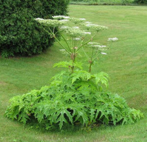 A picture of Giant Hogweed