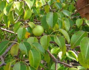 A picture of Manchineel tree