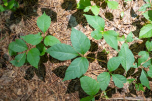 A picture of Poison Ivy