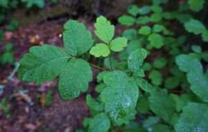 A picture of Poison Oak