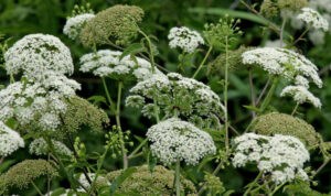 A picture of Water Hemlock